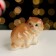 Souvenir "Standing Persian Cat", 5.5x5x4.5 cm, porcelain