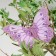 A butterfly for decor and floristry, on a clothespin, lilac, plastic, 1 pc., 9 cm