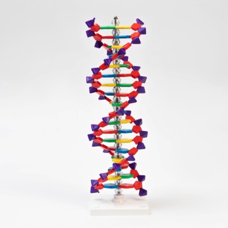 Layout "Building of the DNA molecule", 45cm-1