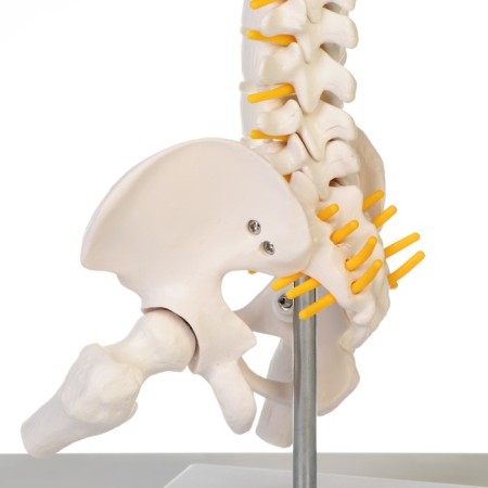 Lumbar spine "Lumbar spine, hip joint" 23*12*12cm-3