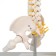 Lumbar spine "Lumbar spine, hip joint" 23*12*12cm