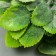 Artificial plant for creativity "rose leaves" 1 bouquet = 6 branches green 15 cm