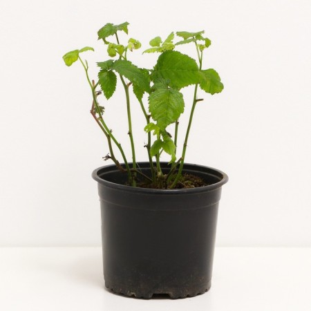Black blackberry Thornfrey, C2 pot, H20-40 Height, 1 pc, summer 2024-1