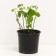 Black blackberry Thornfrey, C2 pot, H20-40 Height, 1 pc, summer 2024