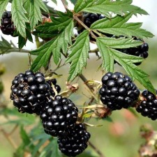 Black Blackberry Saughty 