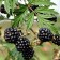 Black Blackberry Saughty "Thornless Evergreen", P9 pot, Summer 2024
