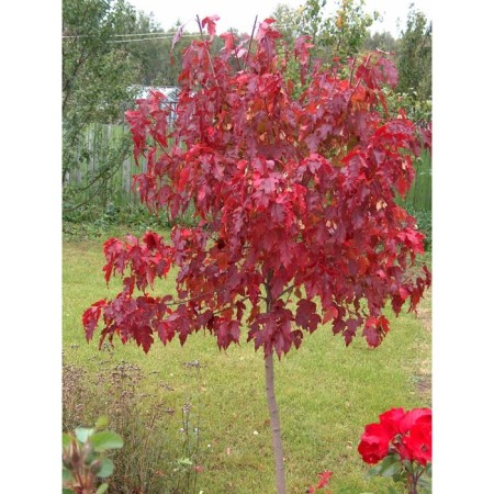 Tatar maple "Ginnala", a pot C3.5, autumn 2024