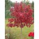Tatar maple "Ginnala", a pot C3.5, autumn 2024