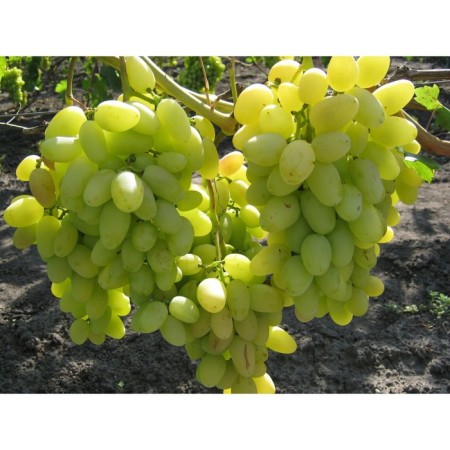 Grapes Arkady Spring 2024, 1 pc.