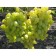 Grapes Arkady Spring 2024, 1 pc.