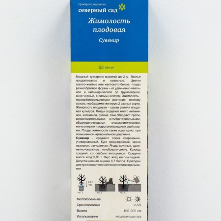 Edible honeysuckle (Northern Garden series) "Souvenir", 1 pc, tube, spring 2024-1