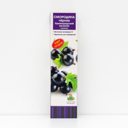 Currant Black traditional varieties "Leningrad Giant", 1 pc, tube, spring 2024