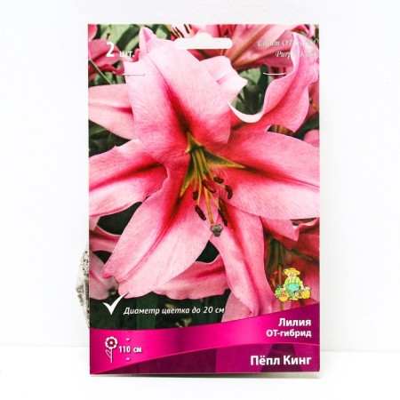 Lilies from hybrids Pyup King, 14/16 rr, 2 pcs. 110 h (cm), autumn 2024