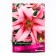 Lilies from hybrids Pyup King, 14/16 rr, 2 pcs. 110 h (cm), autumn 2024