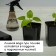 Set for seedlings: glasses of 700 ml (10 pcs), pan 44 × 18 cm, black, Greengo