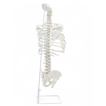 Lumbar spine "Luminer, hip joint" 40*26cm-4