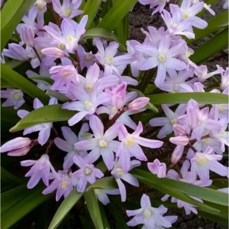 Hionodox Forbes Pink Jayant, 5/6 rr, 10 pcs, 15 h (cm), autumn 2024