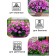 Flowers of Petunia "Violet Leopard", F1, 5 pcs
