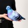 Antistress toy "pigeon"