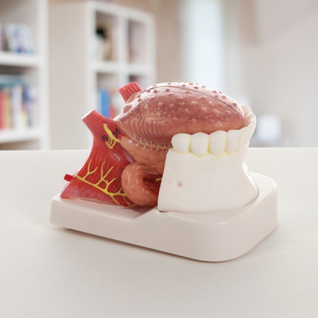 Lower jaw, tongue, 10*7*7cm layout-1