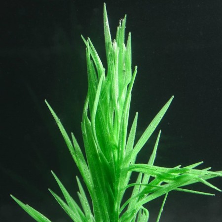 Silicone aquarium plant, luminous in the dark, 7 x 12.5 cm, green-2