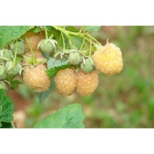 Raspberry repair varieties 