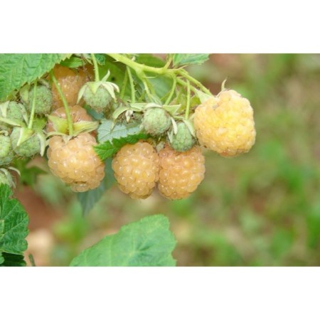 Raspberry repair varieties "Amber Sadko" 1 pc, tube, spring 2025
