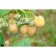 Raspberry repair varieties "Amber Sadko" 1 pc, tube, spring 2025