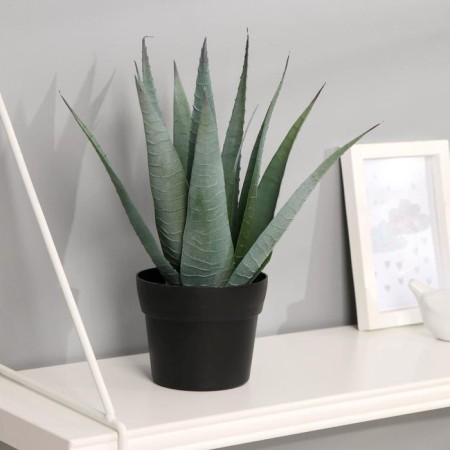 Bonsai in the pot "Aloe Vera" 10x25 cm