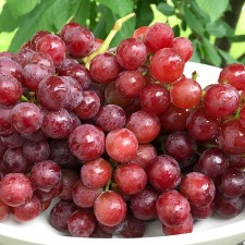 Grapes seedlings 