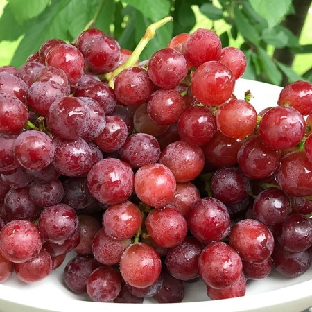Grapes seedlings "Red rose", tube, spring 2025