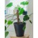 Pegs for garter plants, h = 60 cm, d = 2.5 cm, coconut, greengo