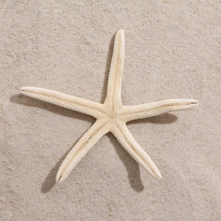 Sea star decorative, 10-16 cm-2