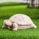 Garden figure "Turtle Big" ivory, 28x16x10cm