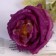 Artificial flowers "silk rose" d-10 cm 45 cm, lilac