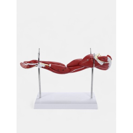 Matcage "Hand, Muscle Building" 38cm-3