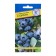 Blue Blueberry "Sadovaya", 0.05 gr