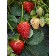 Strawberry Garden Theater NF 633, P9 Pot, 1 pc, summer 2024