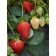 Strawberry Garden Theater NF 633, P9 Pot, 1 pc, summer 2024