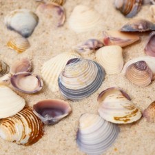 A set of decorative shells