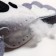 Set for creativity: Plush toy with your own hands "Koala"