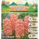 Hyacinth East Odysseus, rr 14/15, 4 pcs