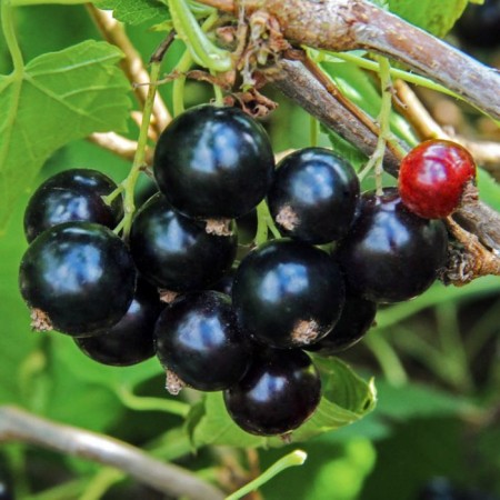 Currant seedlings of black quiz, pot P9, Summer 2024