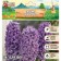 Hyacinth Perpple Star, rr 14/15, 3pcs, autumn 2024