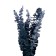 Sukhotzet "eucalyptus tree", blue, 10 pcs. packaged