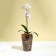 Pot for orchids, 1.2 l, 12.5 × 16.6 cm, plastic, transparent