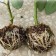 Ball for rooting plants, D = 11.5 cm, under a branch 1.6 cm, black, Greengo