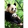Diamond mosaic with full filling on the canvas "Panda", 20 x 30 cm