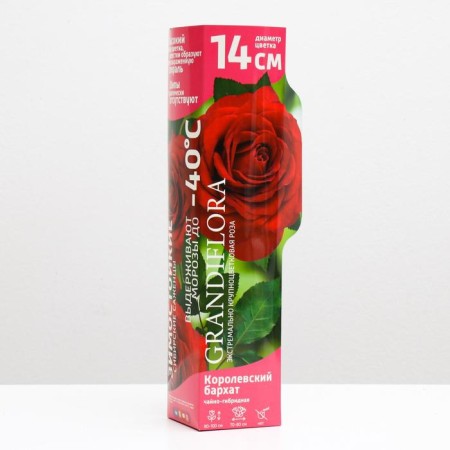Rosa seedling Royal velvet Spring 2024, 1 pc.