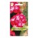 Seeds of flowers Pelargonium zonal "chandelier Bicolor", 5pcs.